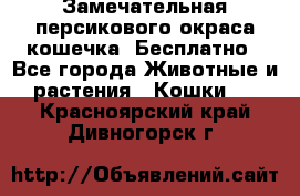 Замечательная персикового окраса кошечка. Бесплатно - Все города Животные и растения » Кошки   . Красноярский край,Дивногорск г.
